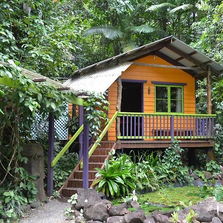 Rainforest Hideaway Cape Tribulation Buitenkant foto