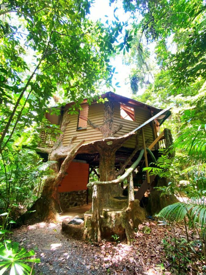 Rainforest Hideaway Cape Tribulation Buitenkant foto