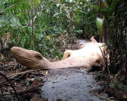 Rainforest Hideaway Cape Tribulation Buitenkant foto