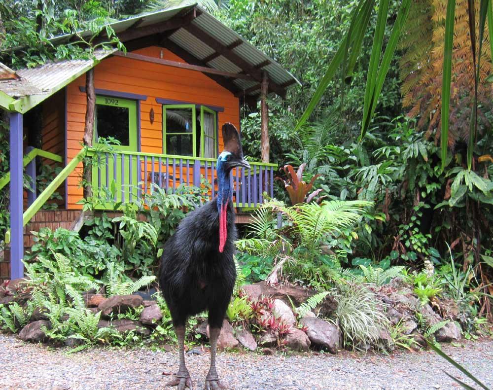 Rainforest Hideaway Cape Tribulation Buitenkant foto